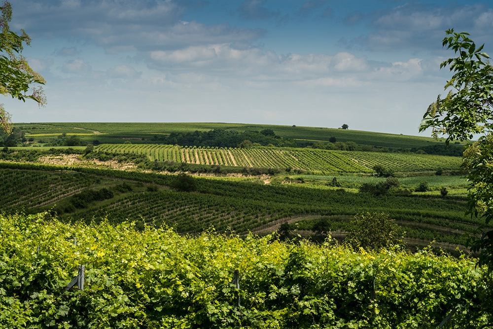 Weinviertel: Кварталът на виното